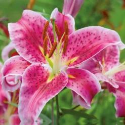 None Oriental Lily Stargazer Flower Bulbs 5 None Oriental Lily Stargazer Flower Bulbs -Garden Care Shop 13436287 1705022421675944