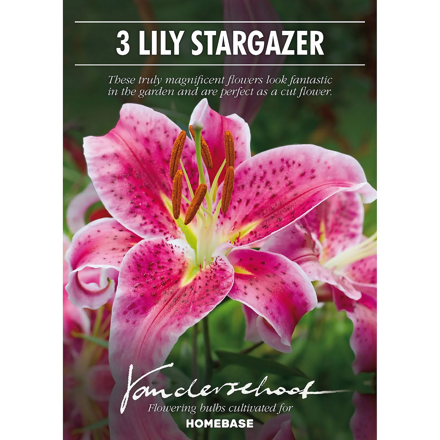 None Oriental Lily Stargazer Flower Bulbs 2 None Oriental Lily Stargazer Flower Bulbs - Image 2