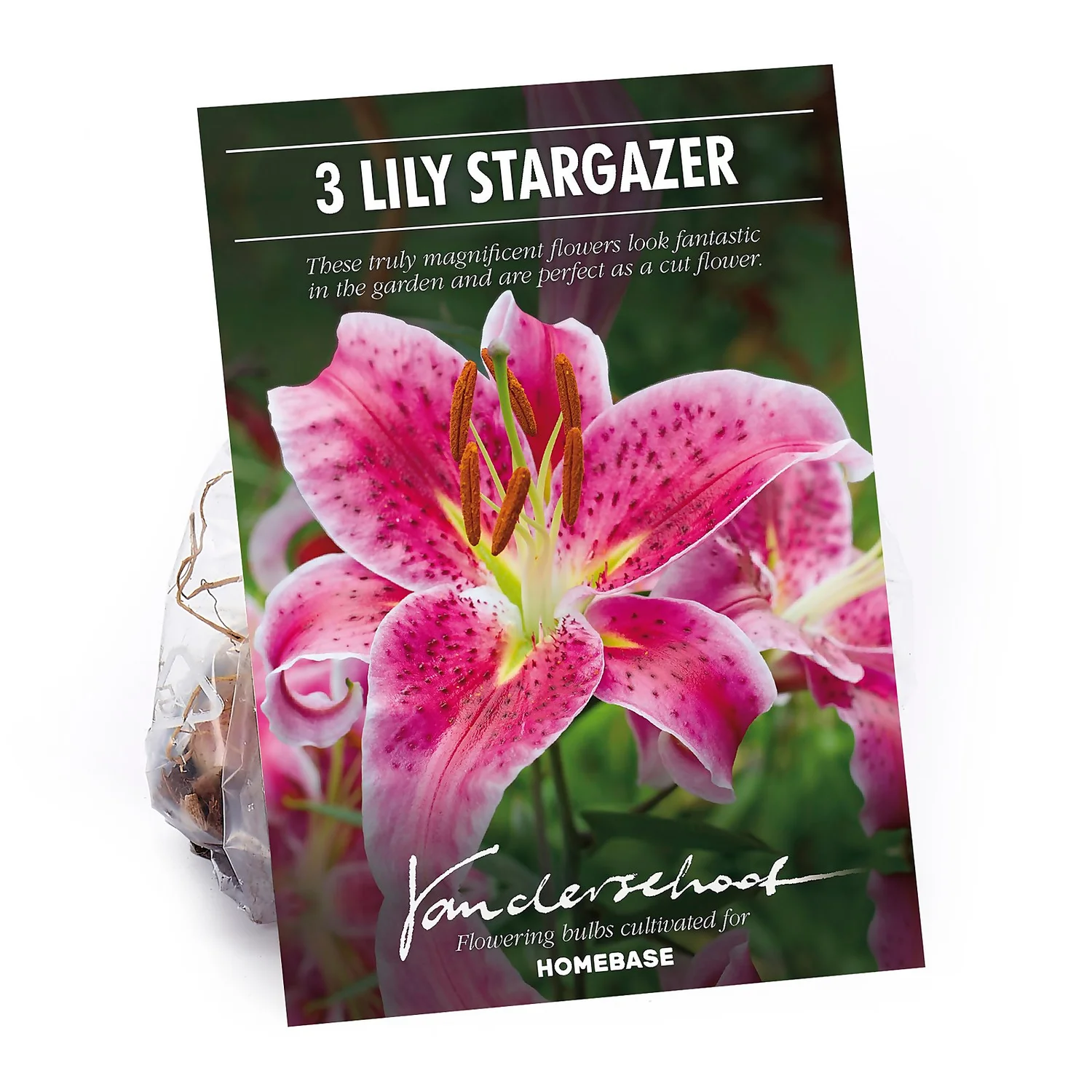 None Oriental Lily Stargazer Flower Bulbs 1 None Oriental Lily Stargazer Flower Bulbs