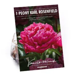 Peony Karl Rosenfield Flower Bulb