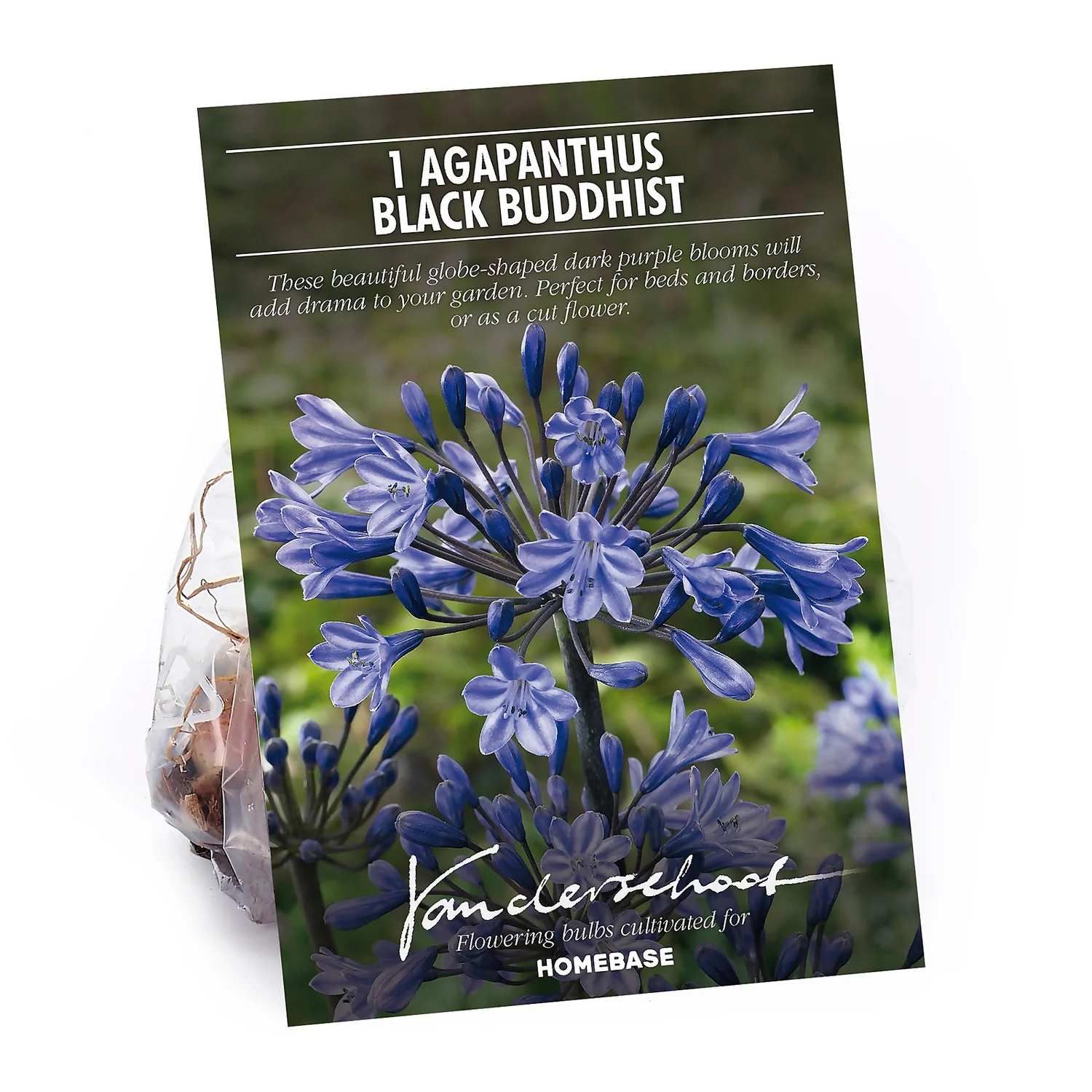 Agapanthus Black Buddhist Flower Bulb 1 Agapanthus Black Buddhist Flower Bulb