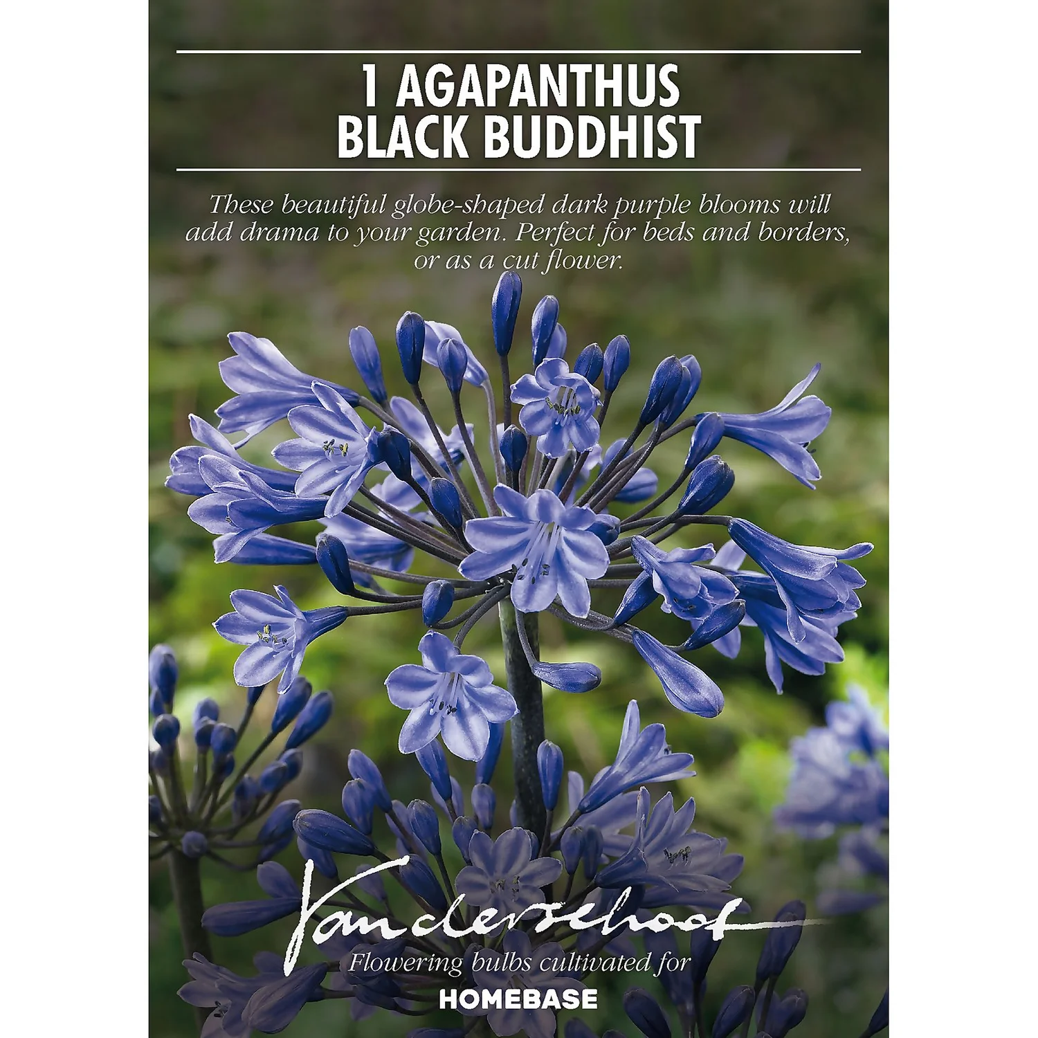 Agapanthus Black Buddhist Flower Bulb 2 Agapanthus Black Buddhist Flower Bulb - Image 2
