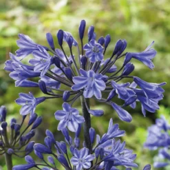 Agapanthus Black Buddhist Flower Bulb 5 Agapanthus Black Buddhist Flower Bulb -Garden Care Shop 13436301 2145022448067823