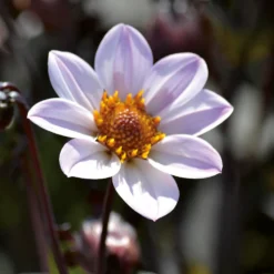 Dahlia HR Princess Flower Bulbs -Garden Care Shop 13436302 1855022447978969