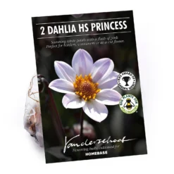 Dahlia HR Princess Flower Bulbs