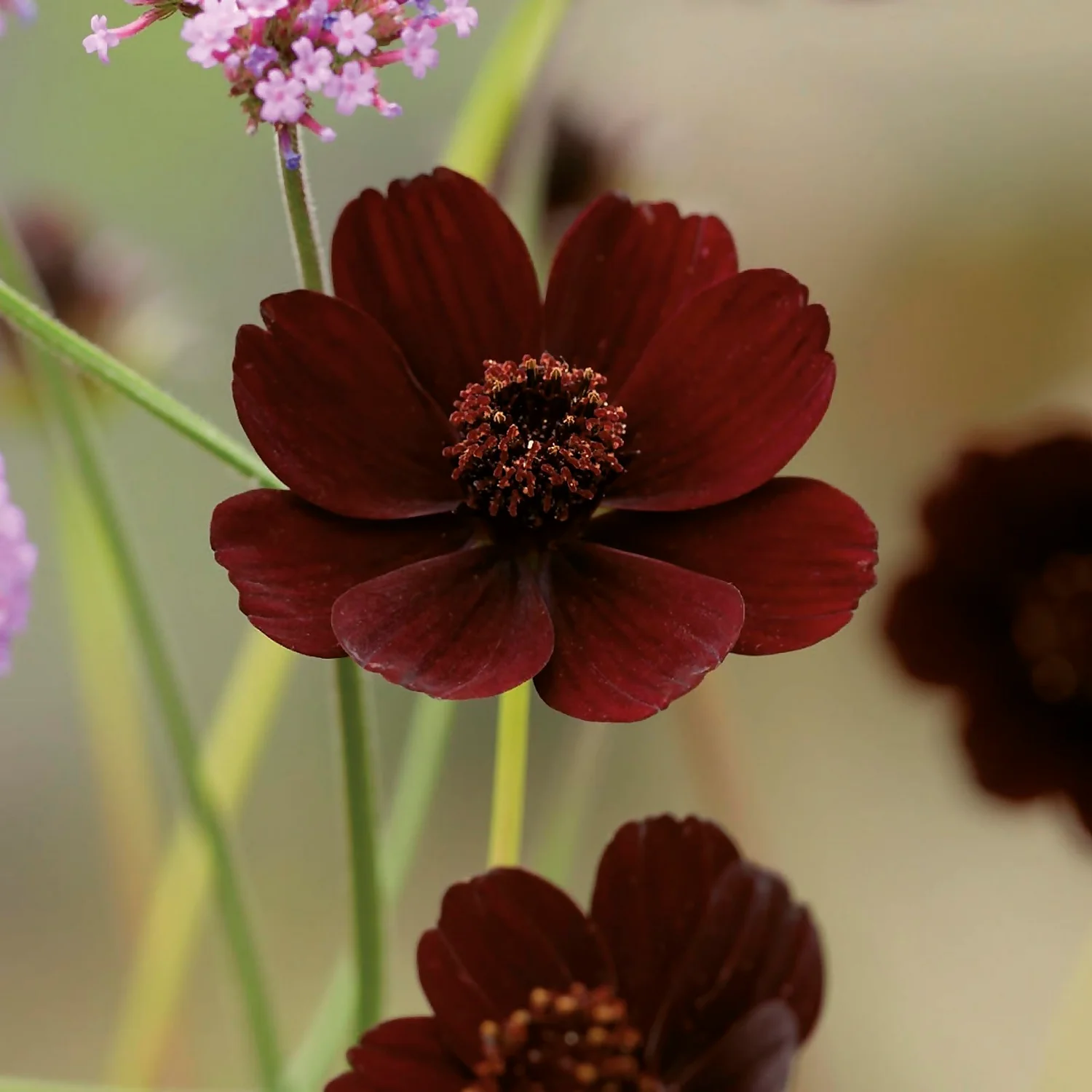 Chocolate Cosmos Flower Bulb 3 Chocolate Cosmos Flower Bulb - Image 3
