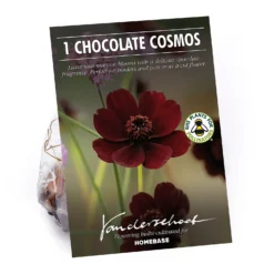 Chocolate Cosmos Flower Bulb