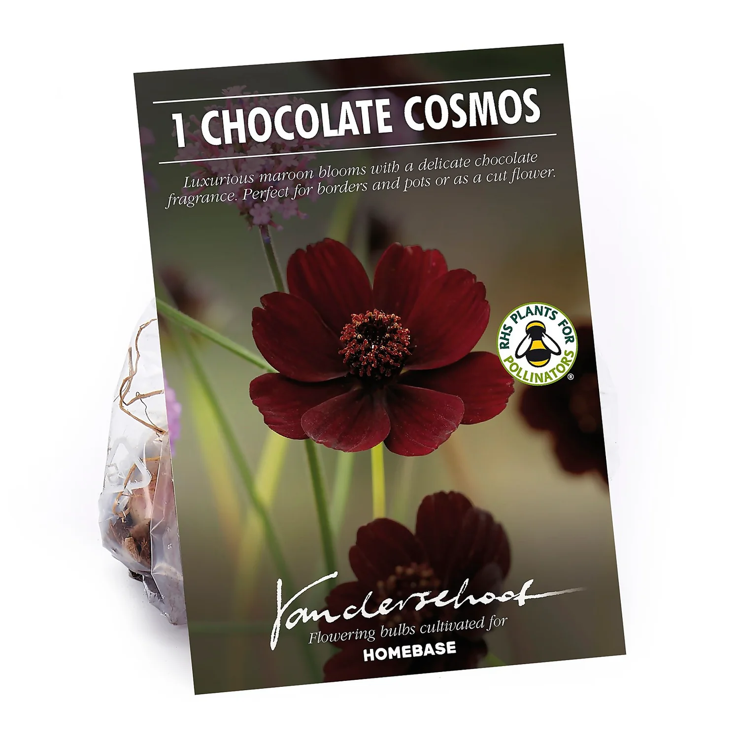 Chocolate Cosmos Flower Bulb 1 Chocolate Cosmos Flower Bulb