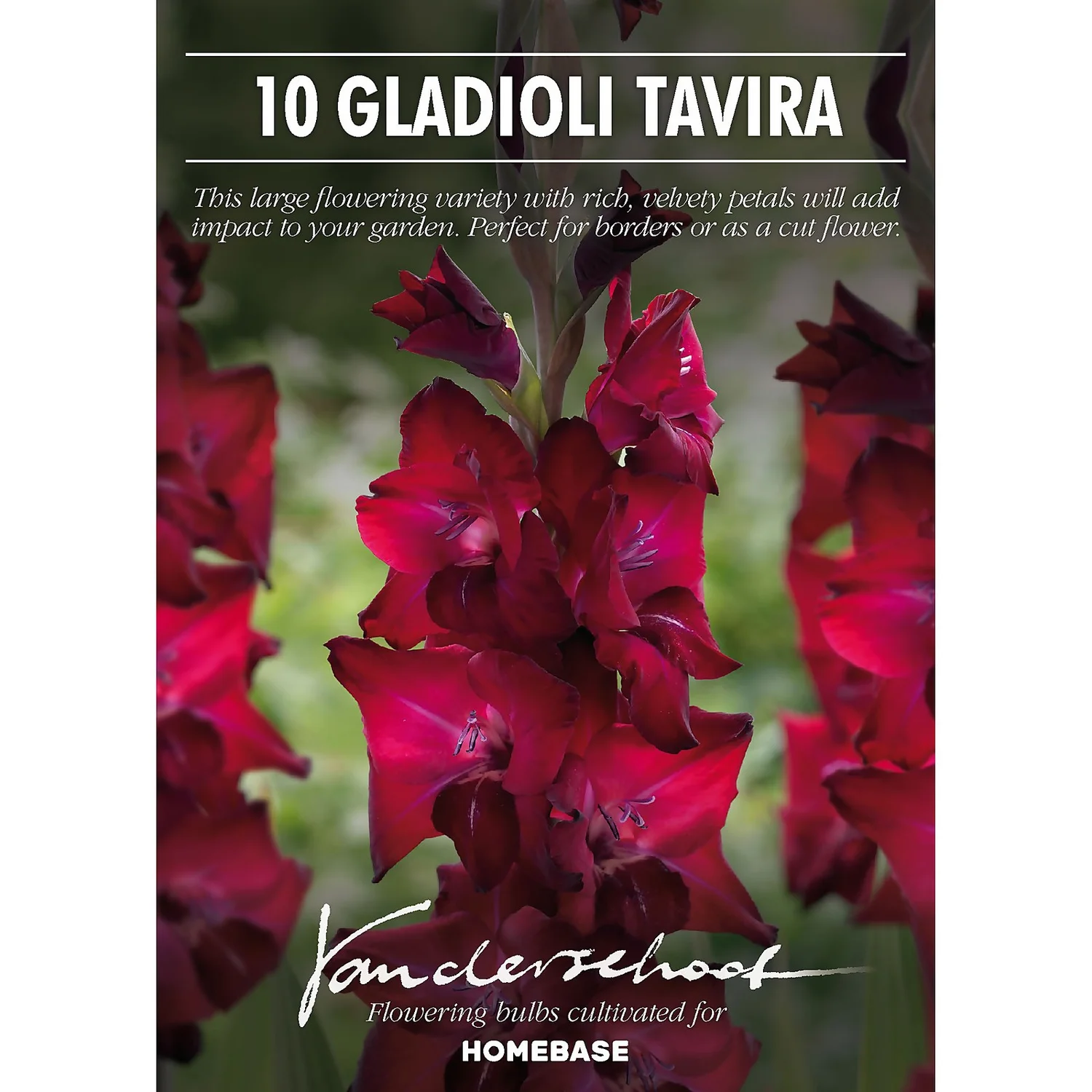 Gladioli Tavira Flower Bulbs 2 Gladioli Tavira Flower Bulbs - Image 2
