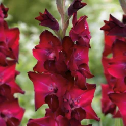 Gladioli Tavira Flower Bulbs 5 Gladioli Tavira Flower Bulbs -Garden Care Shop 13436306 9655022448034649