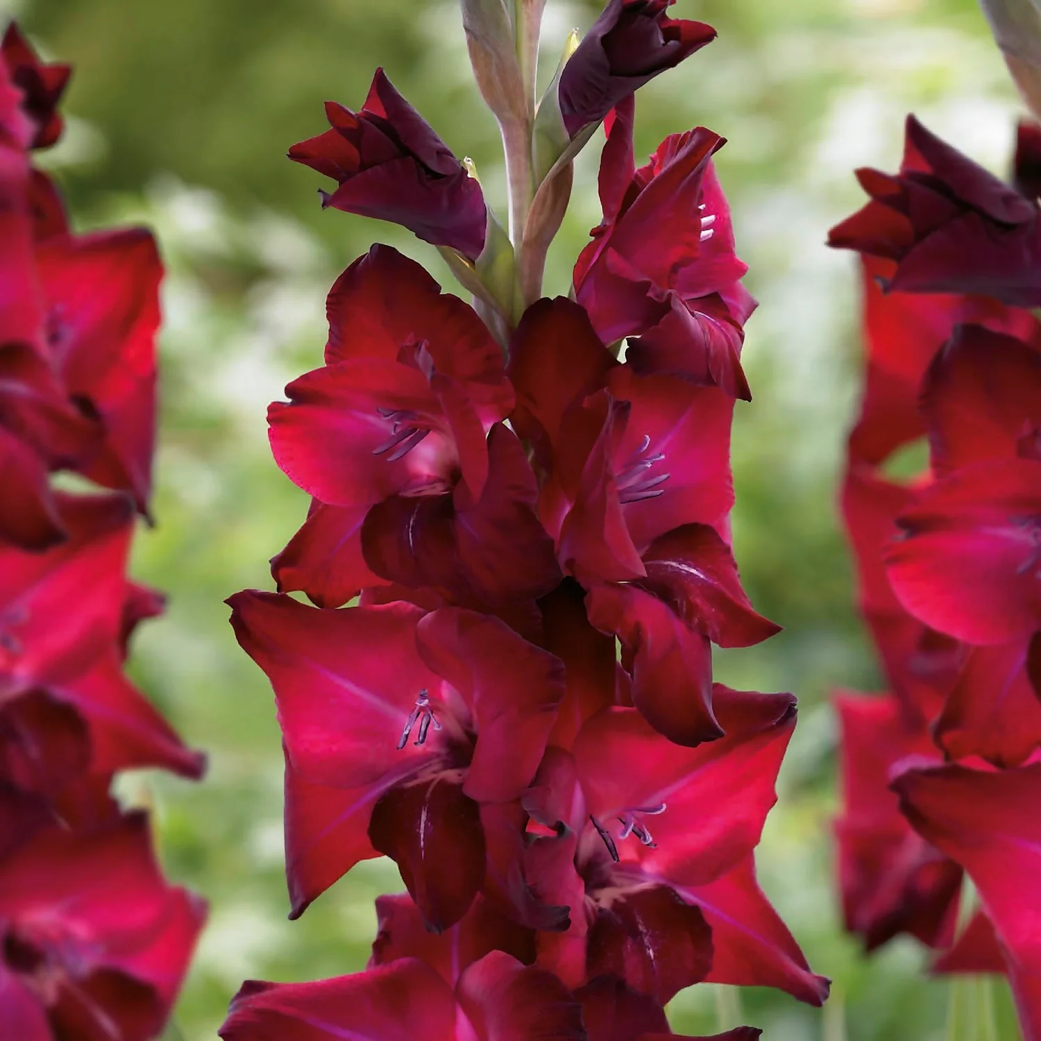 Gladioli Tavira Flower Bulbs 3 Gladioli Tavira Flower Bulbs - Image 3