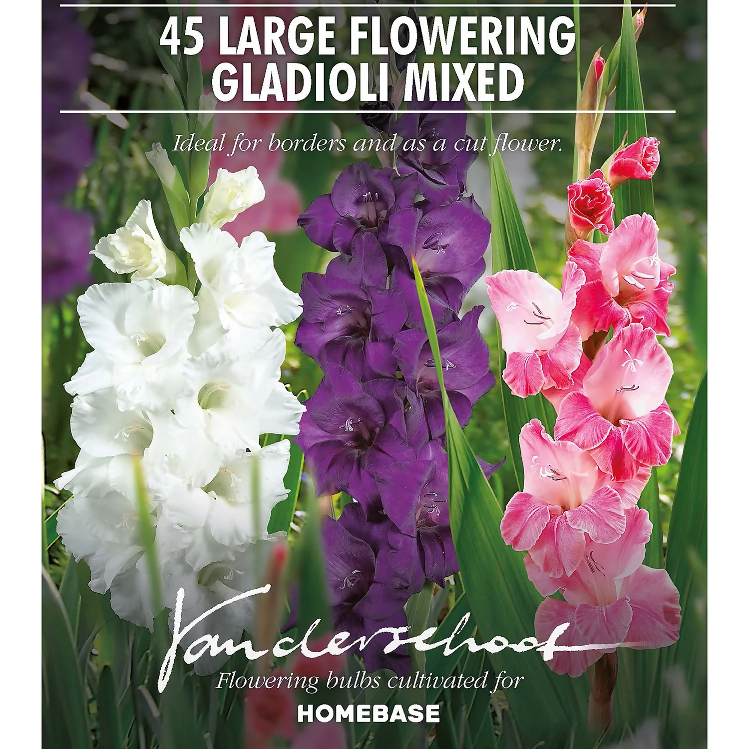 45 Large Flowering Gladioli Mixed 2 45 Large Flowering Gladioli Mixed - Image 2