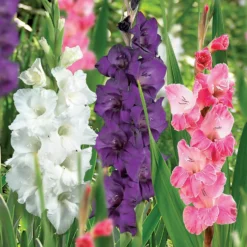 45 Large Flowering Gladioli Mixed 5 45 Large Flowering Gladioli Mixed -Garden Care Shop 13436316 8465022448265568