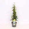 Trachelospermum Jasminoides White Wings 19cm 4-Cane 60cm