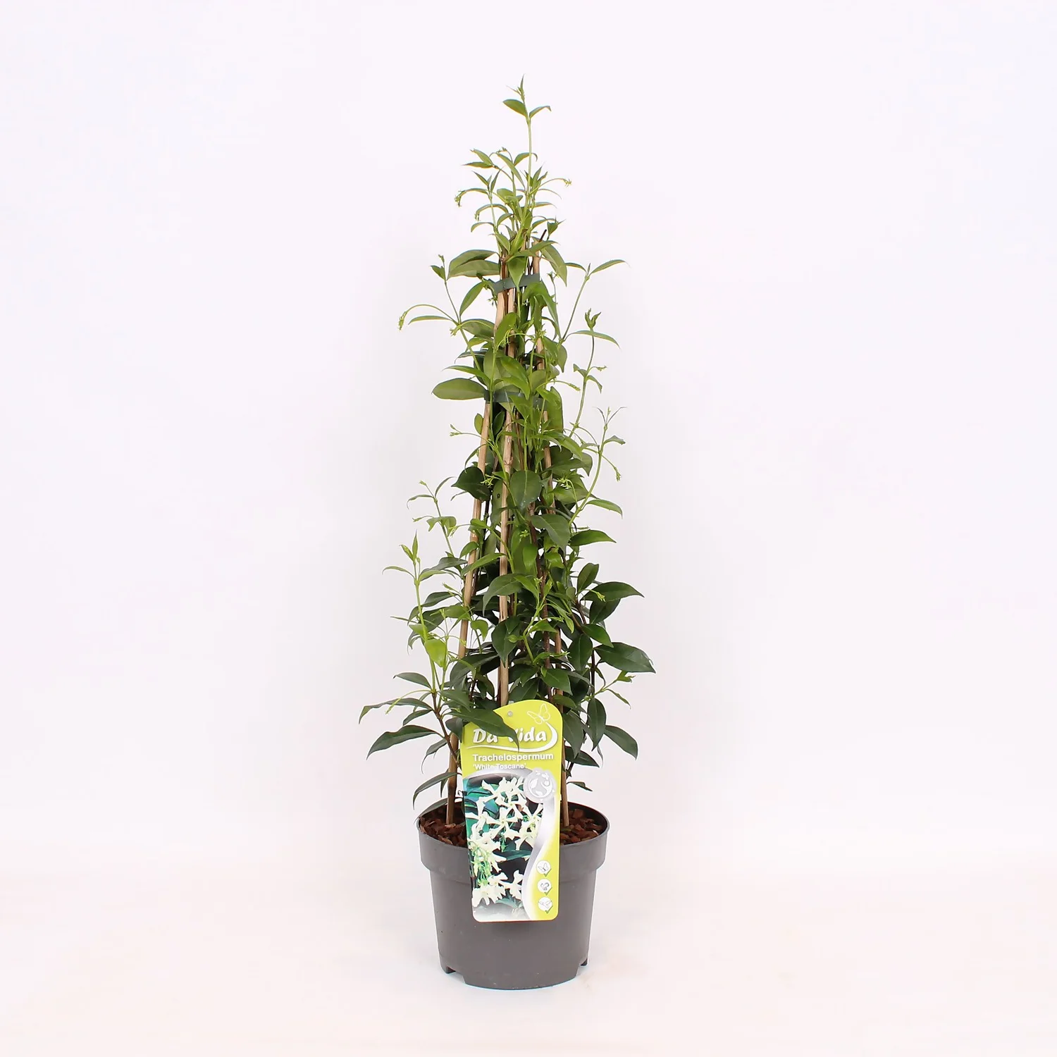 Trachelospermum Jasminoides White Wings 19cm 4-Cane 60cm 1 Trachelospermum Jasminoides White Wings 19cm 4-Cane 60cm