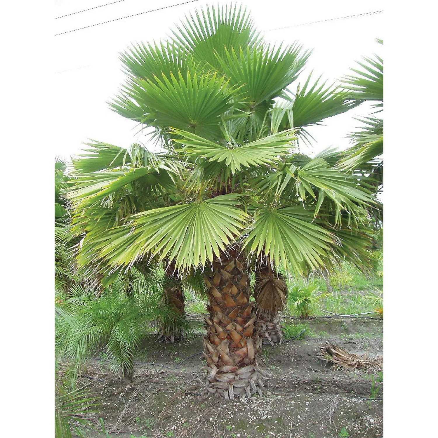 Washingtonia Robusta Palm 22cm 2 Washingtonia Robusta Palm 22cm - Image 2
