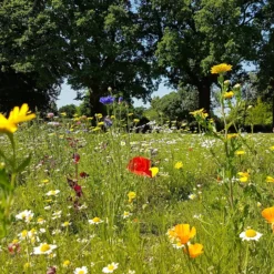 Empathy Mini Meadow Seeds 3 Sq.m 11 Empathy Mini Meadow Seeds 3 Sq.m -Garden Care Shop 13478323 2054929068906490