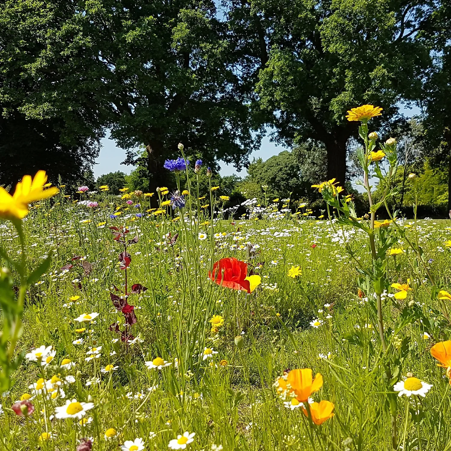 Empathy Mini Meadow Seeds 3 Sq.m 6 Empathy Mini Meadow Seeds 3 Sq.m - Image 6