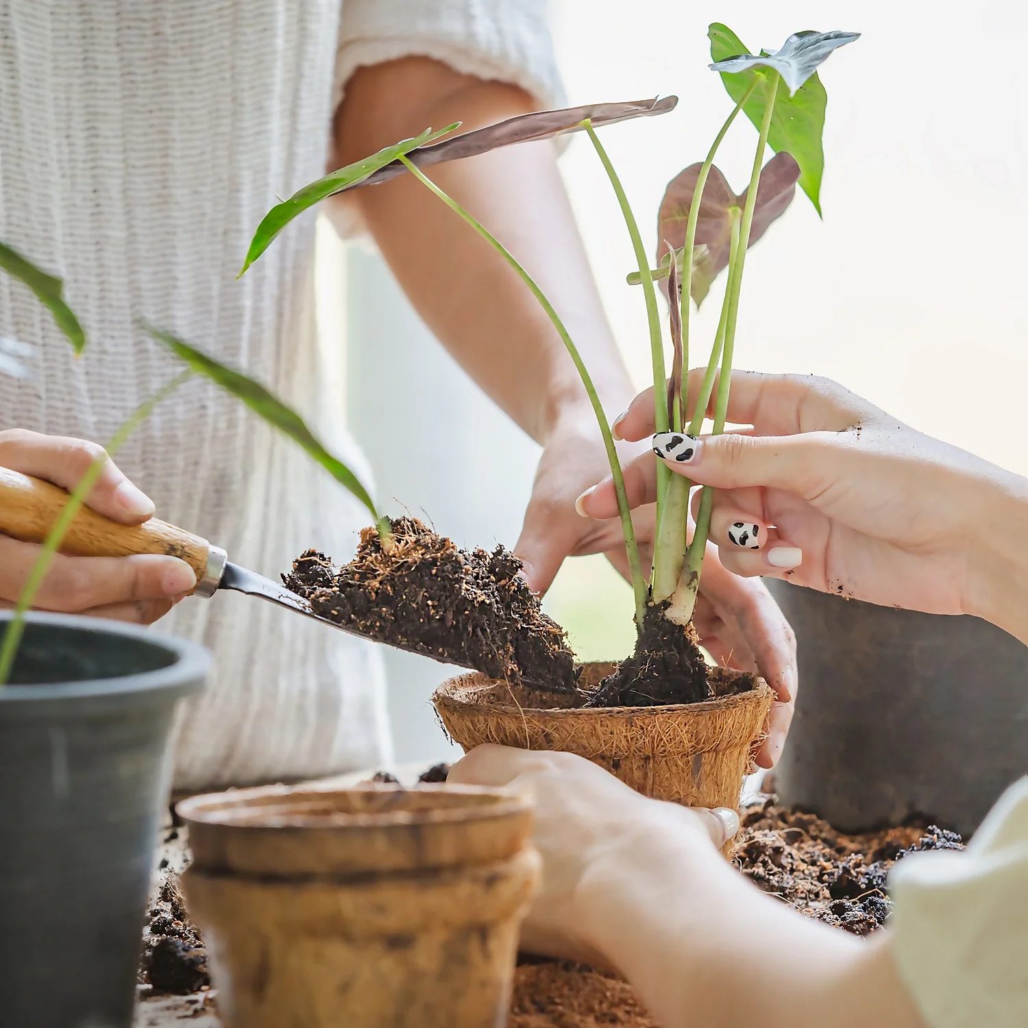 Coco & Coir Round Fibre Pot - 20cm 2 Coco & Coir Round Fibre Pot - 20cm - Image 2