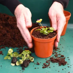 Coco & Coir Coco Boost All Purpose Compost With Added Nutrients - 15L -Garden Care Shop 13487131 4394919981240271