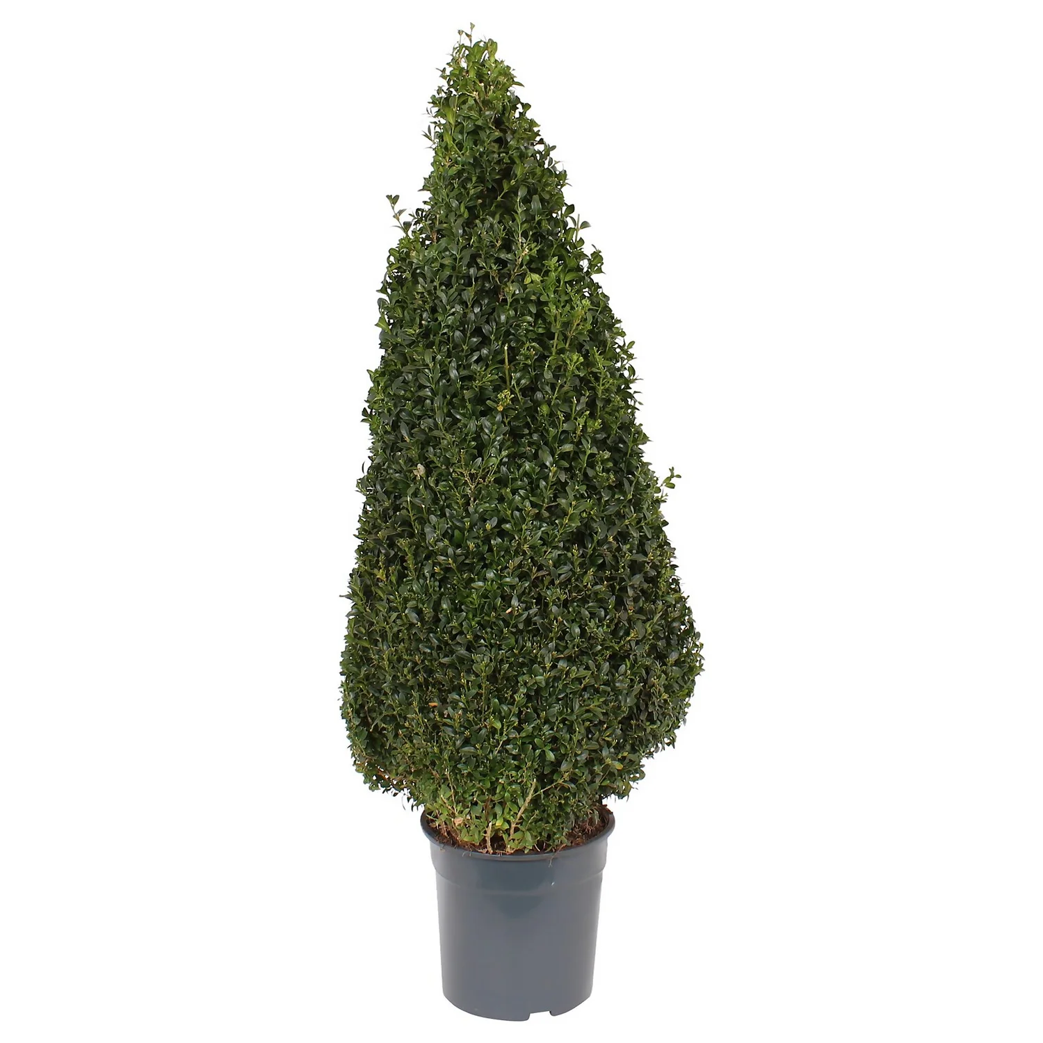 Buxus (Box) 24cm Pyramid 70-80cm 1 Buxus (Box) 24cm Pyramid 70-80cm