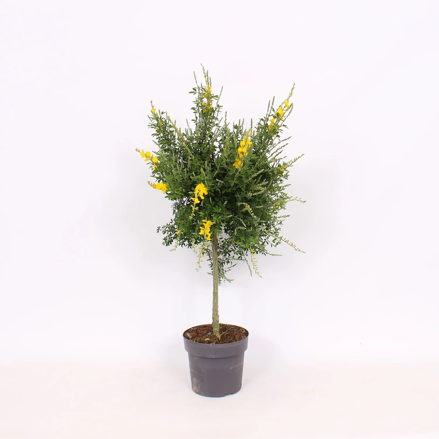 Genista Blooming Dreams 17cm STD 1 Genista Blooming Dreams 17cm STD