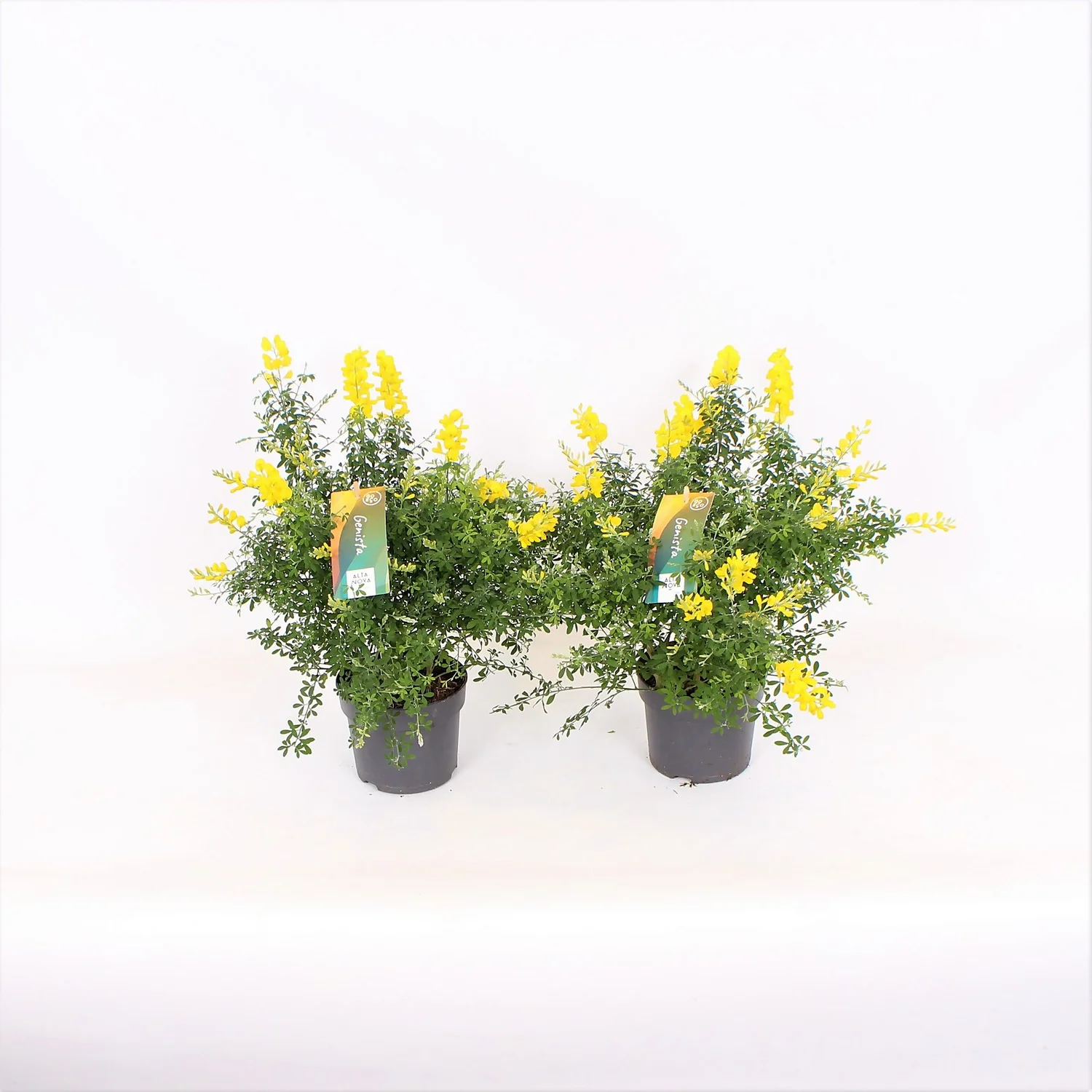 Genista Blooming Dreams 13cm 1 Genista Blooming Dreams 13cm