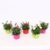 Dianthus Oscar Mix 10.5cm