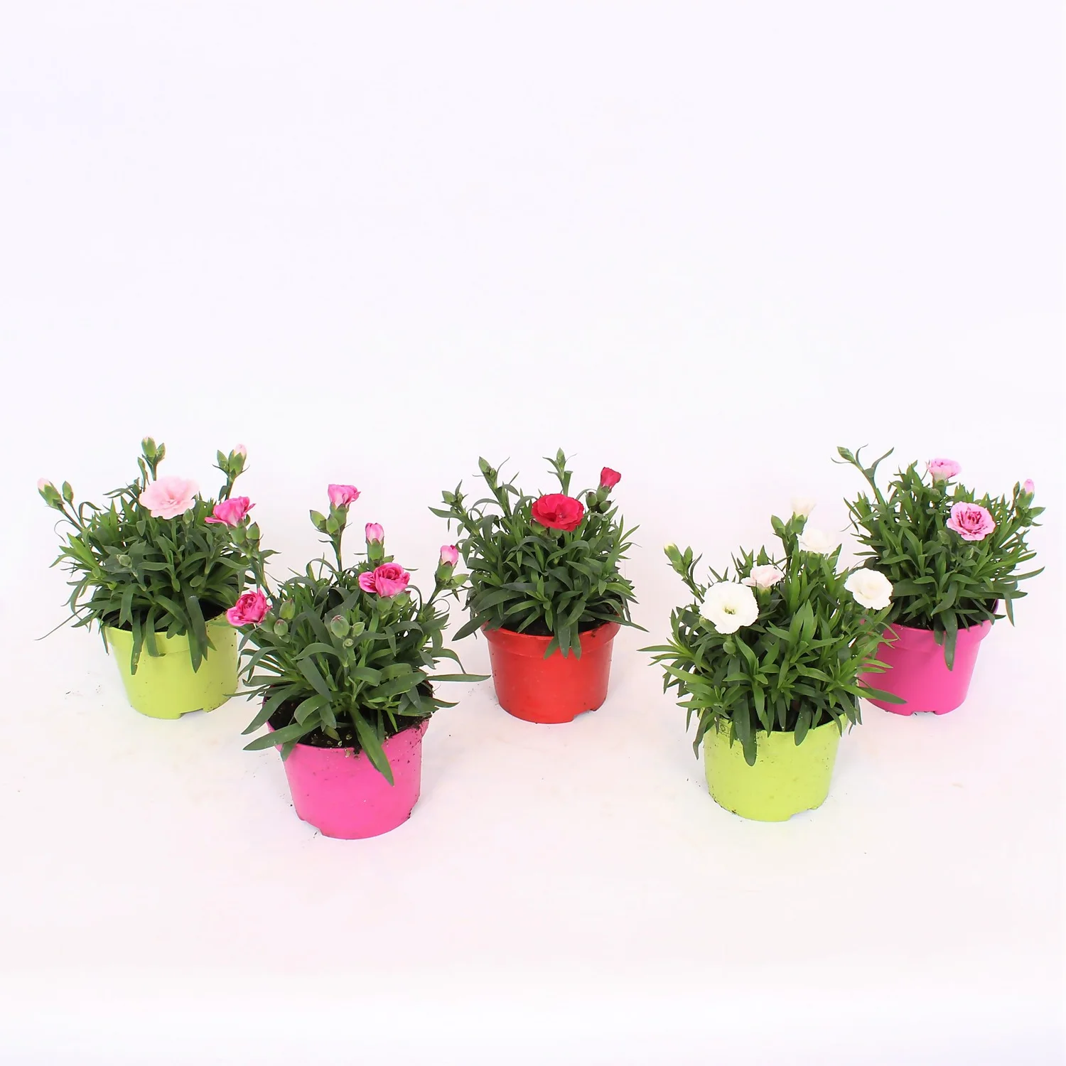 Dianthus Oscar Mix 10.5cm 1 Dianthus Oscar Mix 10.5cm