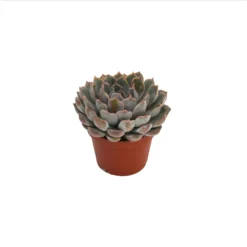 Echeveria Mix 10.5cm 9 Echeveria Mix 10.5cm -Garden Care Shop 13528697 1385036620887390