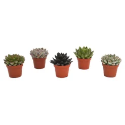 Echeveria Mix 10.5cm