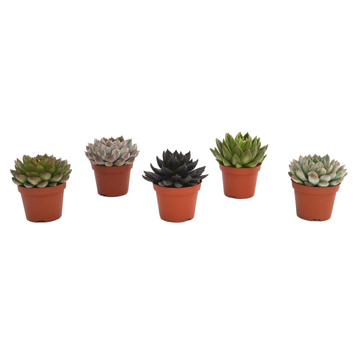 Echeveria Mix 10.5cm 1 Echeveria Mix 10.5cm