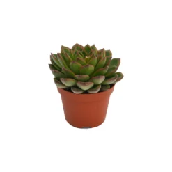 Echeveria Mix 10.5cm 11 Echeveria Mix 10.5cm -Garden Care Shop 13528697 6275036620959987