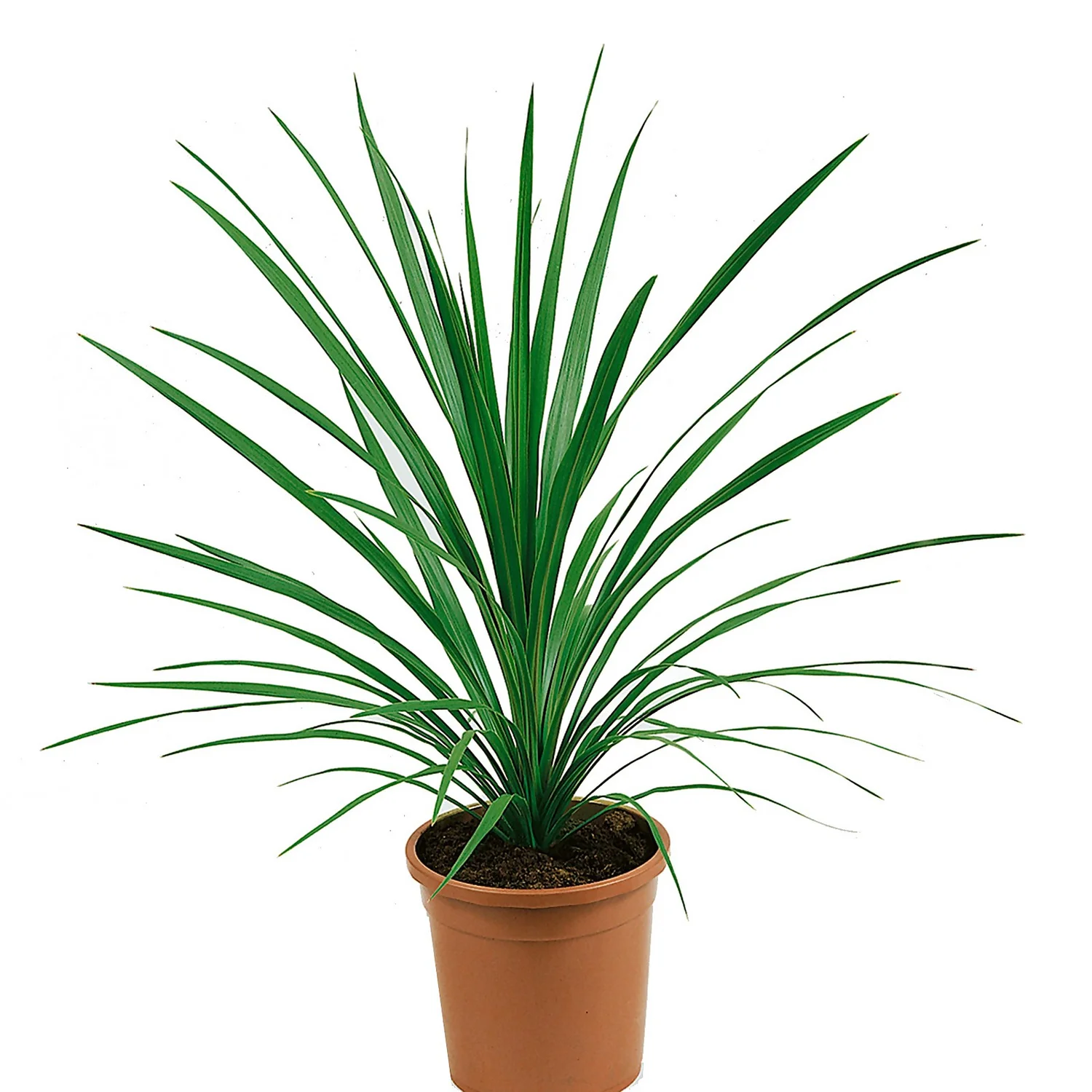 Cordyline Australis Special Mix 17cm 1 Cordyline Australis Special Mix 17cm