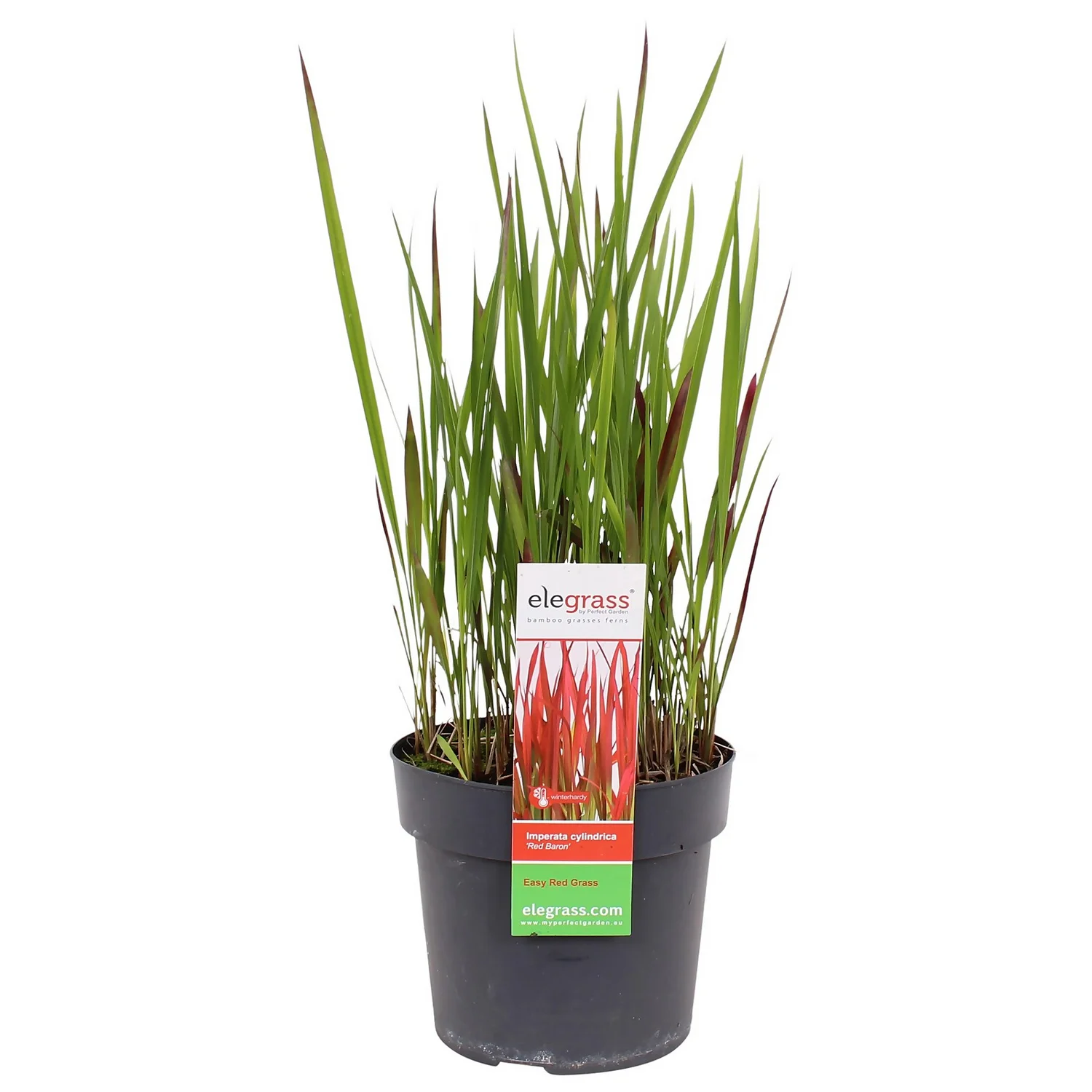 Grass Imperata Red Baron 19cm 1 Grass Imperata Red Baron 19cm