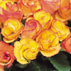 Primrose Mix Large 6 Pack Spring (Primula Acaulis) 4 Primrose Mix Large 6 Pack Spring (Primula Acaulis) -Garden Care Shop 13721699 1254964324618949