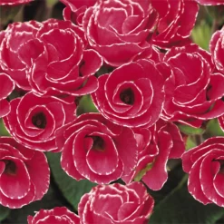 Primrose Mix Large 6 Pack Spring (Primula Acaulis) 5 Primrose Mix Large 6 Pack Spring (Primula Acaulis) -Garden Care Shop 13721699 2984964324665995