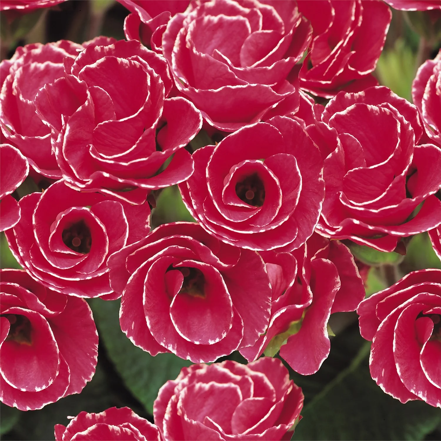 Primrose Mix Large 6 Pack Spring (Primula Acaulis) 3 Primrose Mix Large 6 Pack Spring (Primula Acaulis) - Image 3