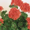 Geranium Orange 1L