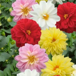 Dahlia Dahlietta Mix 1L