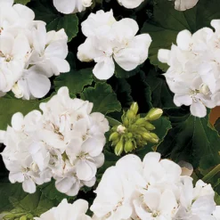 Geranium White 1L