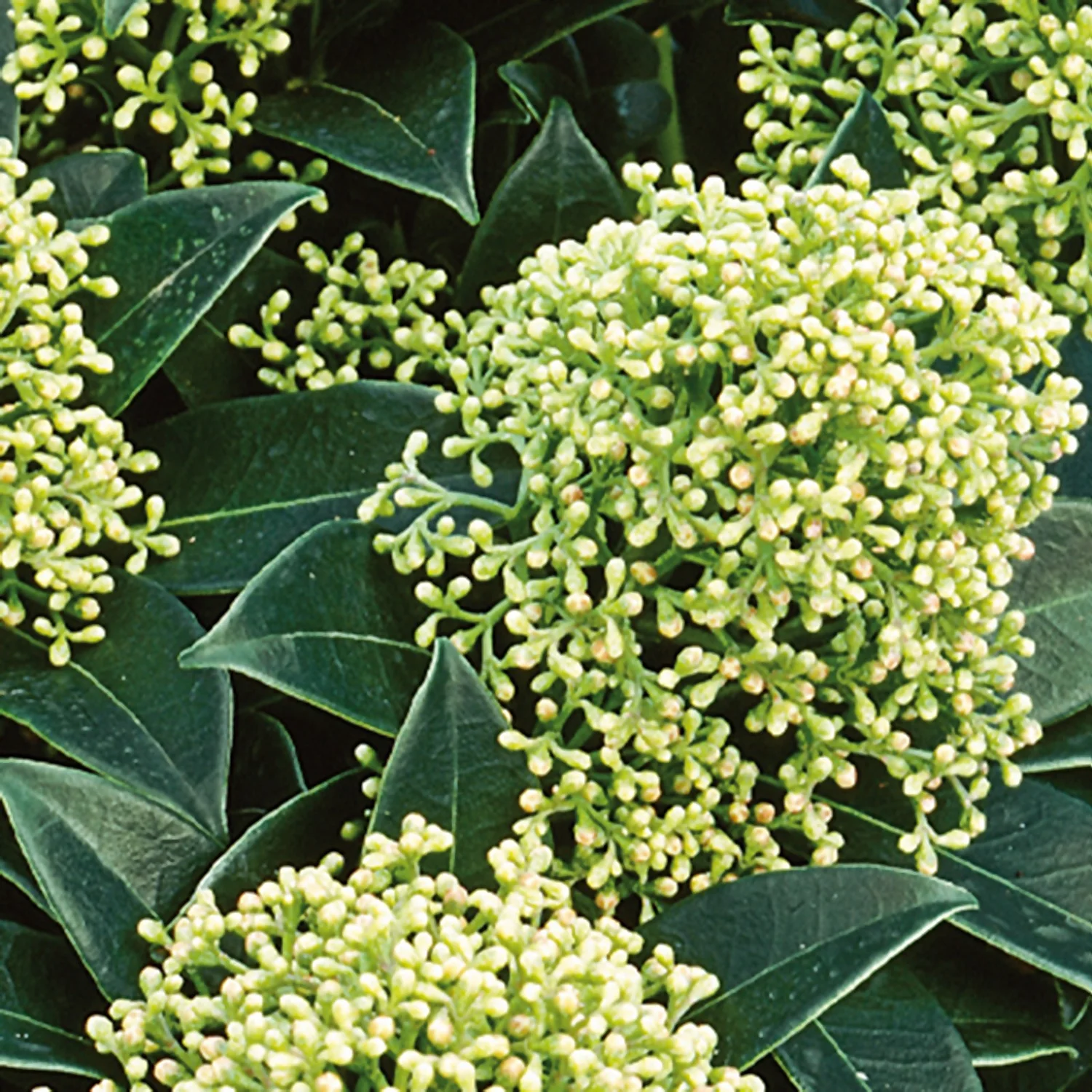 Skimmia Japonica White Globe 10.5cm 1 Skimmia Japonica White Globe 10.5cm