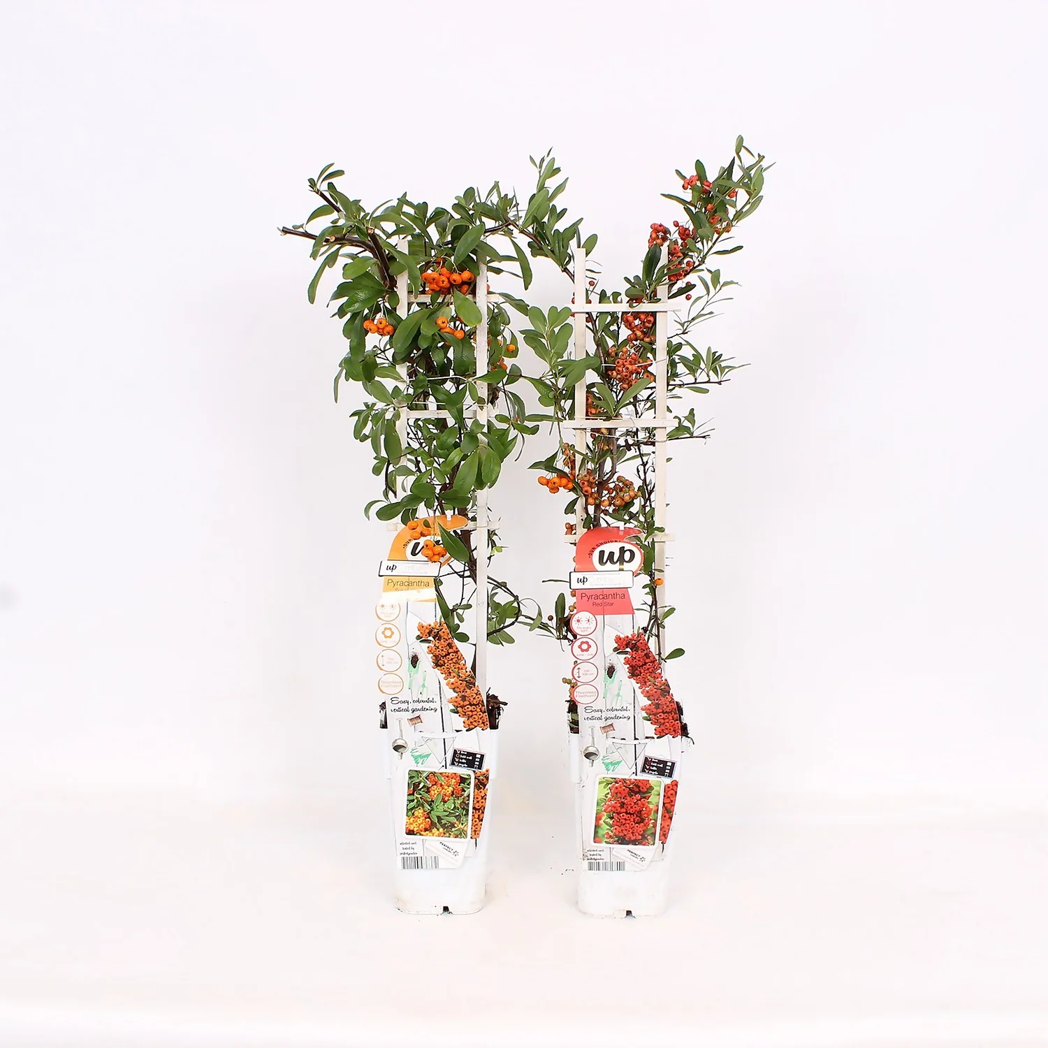 Pyracantha Red Sunny Star 15cm Trellis 1 Pyracantha Red Sunny Star 15cm Trellis