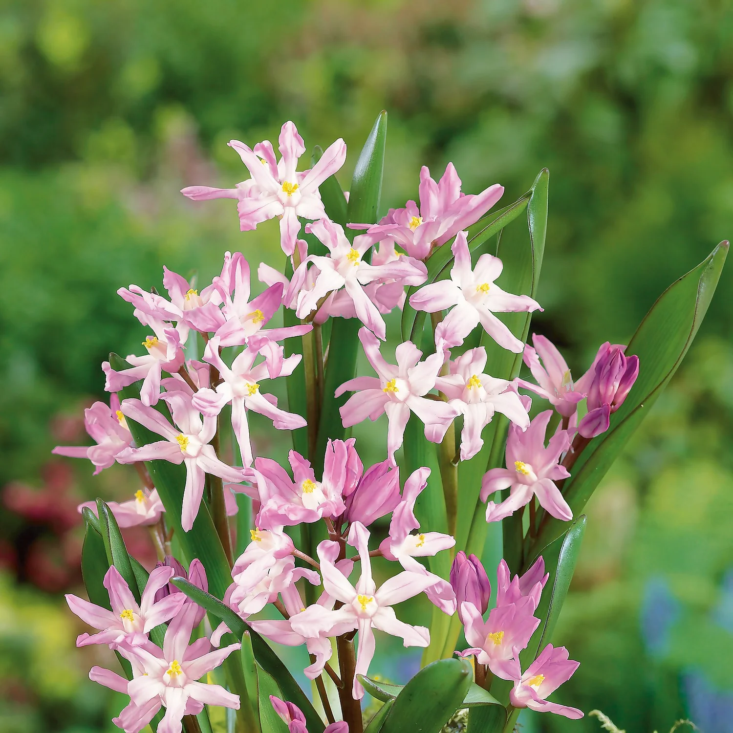 Chionodoxa Luciliea Mix 1L 2 Chionodoxa Luciliea Mix 1L - Image 2