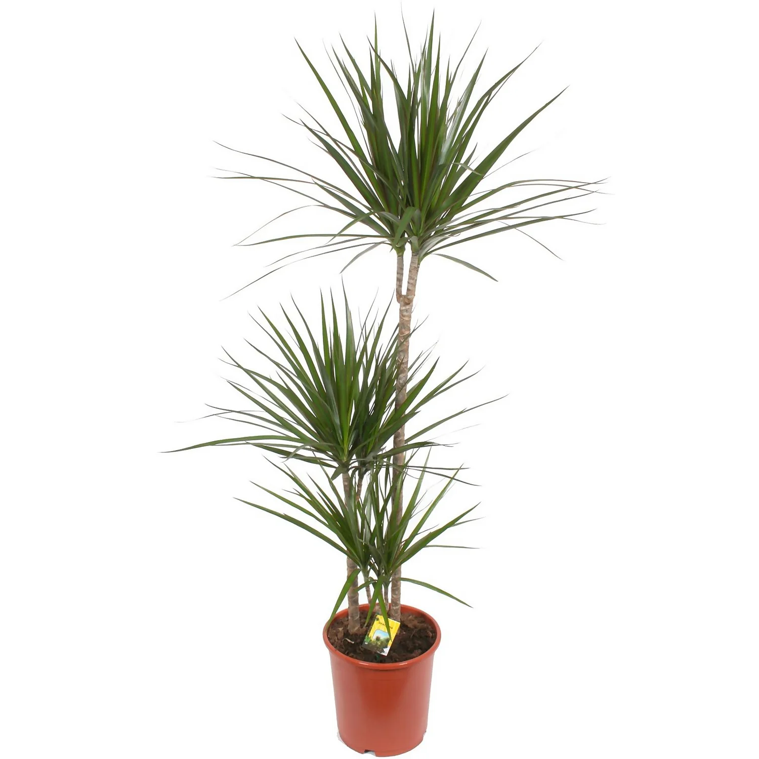 None Dracaena Marginata Dragon Tree Houseplant - 24cm 1 None Dracaena Marginata Dragon Tree Houseplant - 24cm
