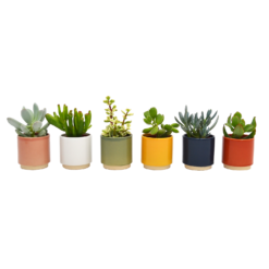 None Mini Succulent In Eno Duo Ceramics - 7cm