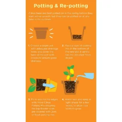 Westland Citrus Potting Mix Peat Free 8L 5 Westland Citrus Potting Mix Peat Free 8L -Garden Care Shop 14013785 1645003754507372