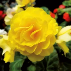 Begonia Double Yellow -Garden Care Shop 14194645 2575015428935441