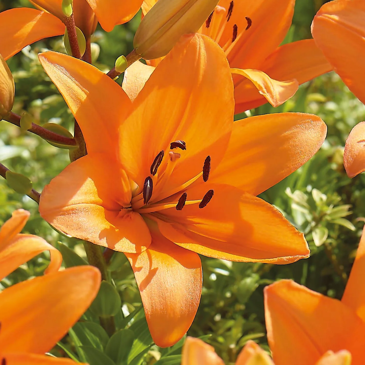 Lilium Orange Summer 3 Lilium Orange Summer - Image 3