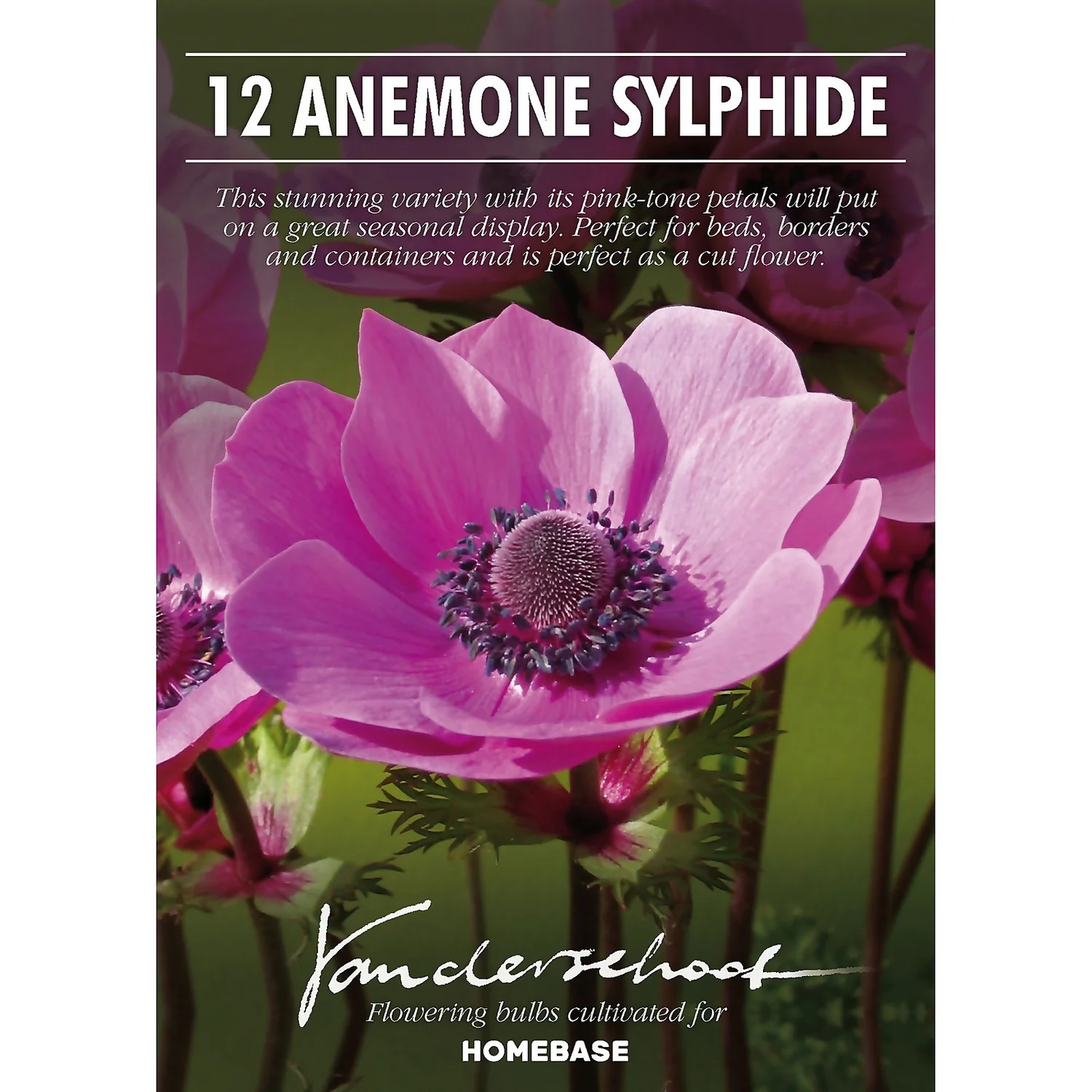 Anemone Coronaria Sylphide 2 Anemone Coronaria Sylphide - Image 2